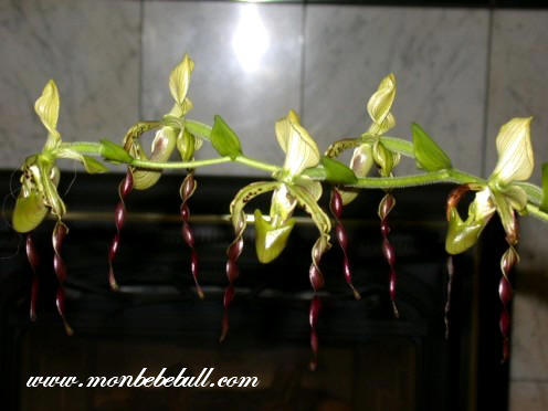 Paph Parishii.jpg